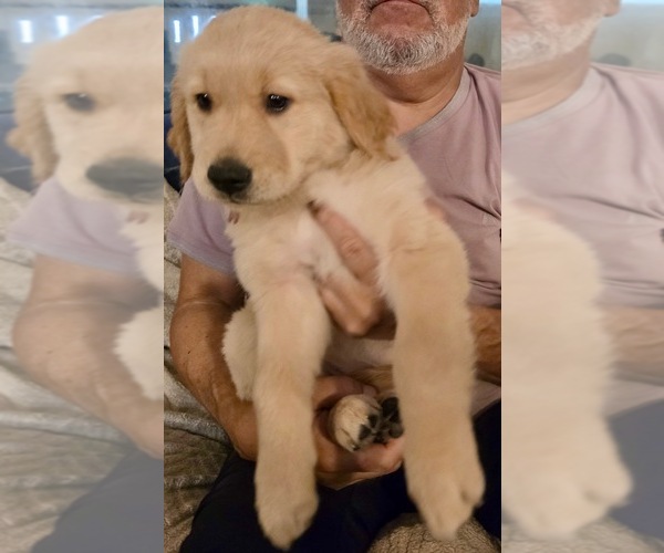 Medium Photo #14 Golden Retriever Puppy For Sale in KISSIMMEE, FL, USA