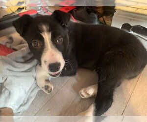 Border Collie-Unknown Mix Dogs for adoption in Ogden, UT, USA