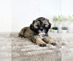 Small #4 ShihPoo