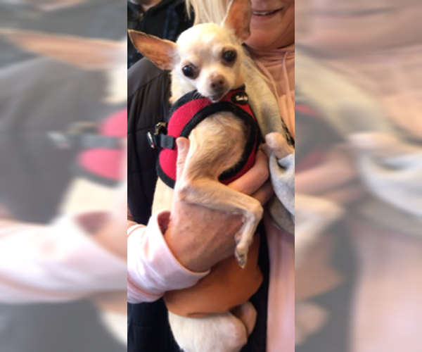 Medium Photo #6 Chihuahua Puppy For Sale in Lincolnwood, IL, USA