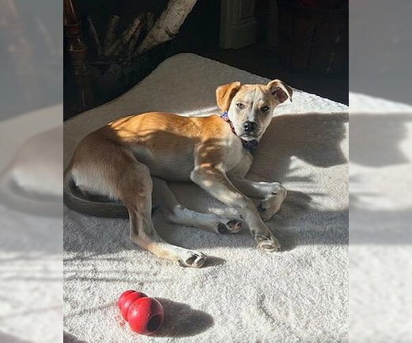 Medium Photo #8 Mutt Puppy For Sale in MECHANICSBURG, PA, USA