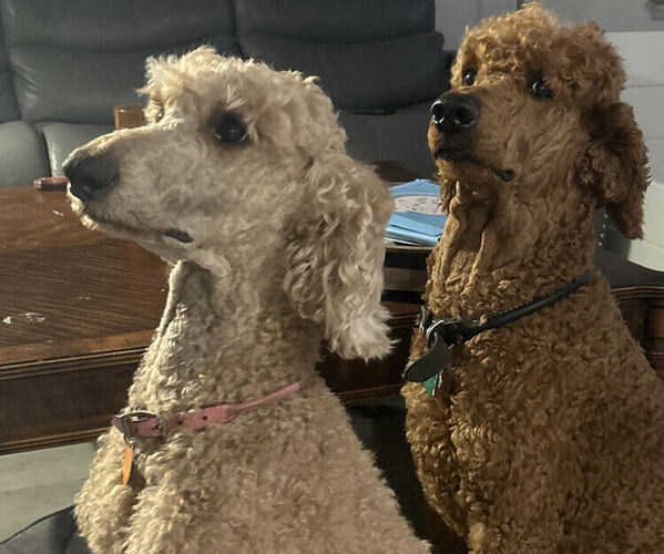 Medium Photo #1 Poodle (Standard) Puppy For Sale in ROCK HILL, SC, USA