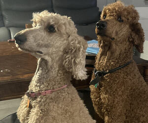 Father of the Poodle (Standard) puppies born on 04/13/2026