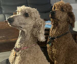 Small Photo #1 Poodle (Standard) Puppy For Sale in ROCK HILL, SC, USA