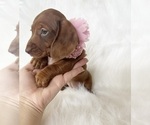 Image preview for Ad Listing. Nickname: AKC Ginger