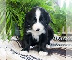 Small Photo #3 Bernedoodle Puppy For Sale in EAST EARL, PA, USA