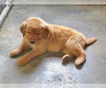 Small Photo #10 Golden Retriever Puppy For Sale in DAKOTA, MN, USA