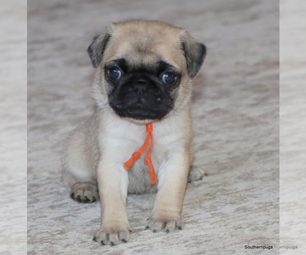Medium Photo #1 Pug Puppy For Sale in WINNSBORO, TX, USA