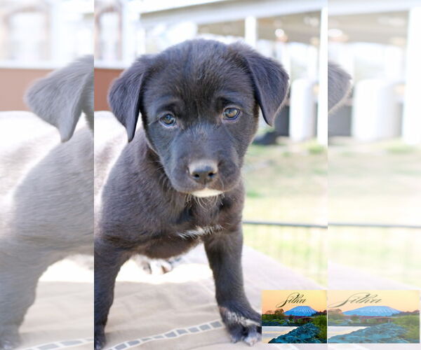 Medium Photo #15 Borador Puppy For Sale in Wakefield, RI, USA