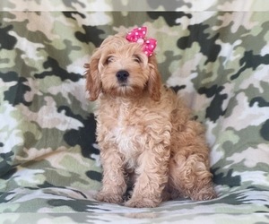 Cocker Spaniel-Poodle (Miniature) Mix Puppy for sale in LAKELAND, FL, USA