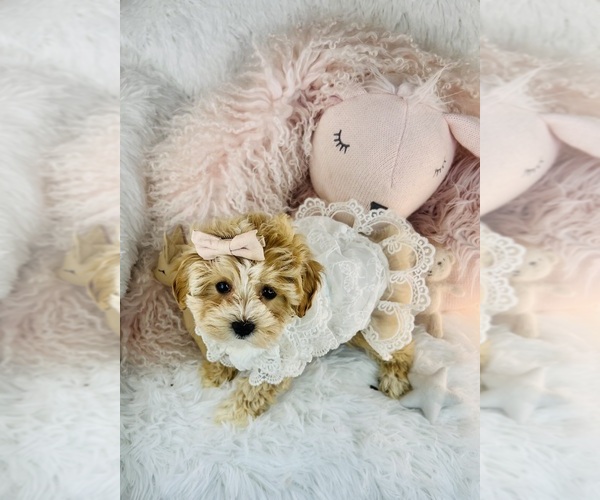 Medium Photo #3 Maltipoo Puppy For Sale in DACULA, GA, USA