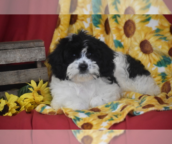 Medium Photo #4 Cavachon Puppy For Sale in ELDORADO, OH, USA