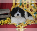 Small #3 Cavachon