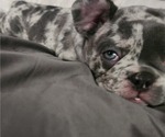 Small Photo #6 French Bulldog Puppy For Sale in GRAND TERRACE, CA, USA