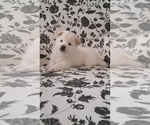 Small Photo #7 Shiba Inu Puppy For Sale in RIVERSIDE, CA, USA