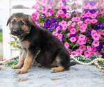 Small Photo #18 German Shepherd Dog Puppy For Sale in GRABILL, IN, USA