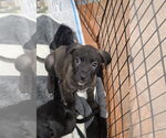 Small #2 Labrador Retriever Mix