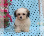 Small Zuchon