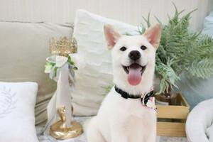 Shiba Inu Puppy for sale in SAN FRANCISCO, CA, USA