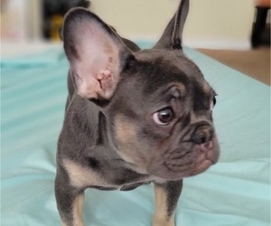 French Bulldog Puppy for sale in MACON, GA, USA