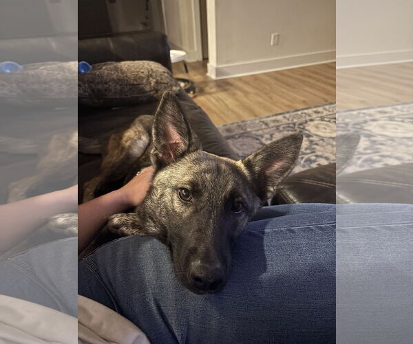 Medium Photo #2 German Shepherd Dog Puppy For Sale in La Grange , NC, USA