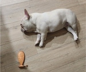 Mother of the French Bulldog puppies born on 04/08/2025