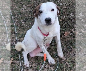 Stacy - Female Mutt Dog for Adoption - Photo #4