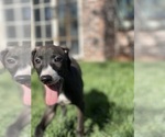 Small Photo #47 Italian Greyhound Puppy For Sale in SAINT GEORGE, UT, USA