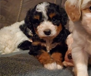 Bernedoodle (Miniature) Puppy for sale in LEETONIA, OH, USA