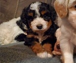 Small Bernedoodle (Miniature)