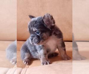 French Bulldog Dog for Adoption in AUSTIN, Texas USA