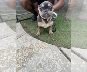 American Bully-French Bulldog Mix Puppy for sale in LAS VEGAS, NV, USA
