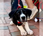 Small #1 Great Dane Mix