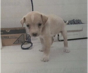 MR. Sandman - Male Mutt Dog for Adoption - Photo #2