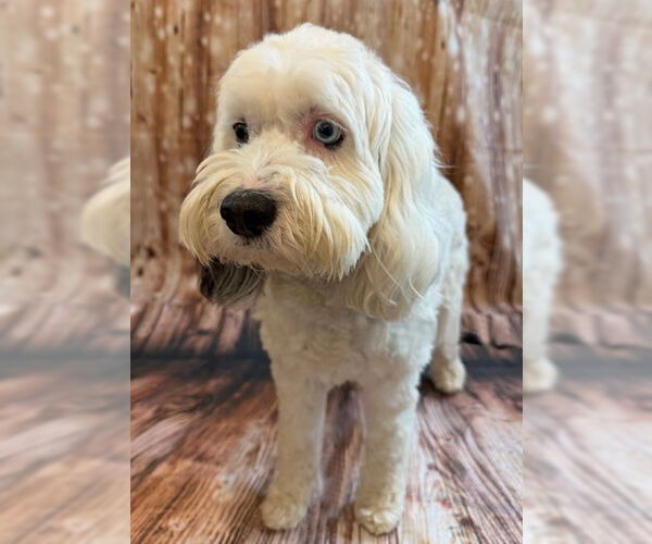 Medium Photo #3 Cock-A-Poo-Unknown Mix Puppy For Sale in Arlington, VA, USA