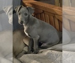 Image preview for Ad Listing. Nickname: Blue