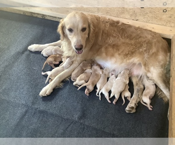 Medium Photo #14 Golden Retriever Puppy For Sale in RILEYVILLE, VA, USA