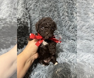 Cavapoo (Toy) Puppy for sale in JEFFERSONVILLE, IN, USA