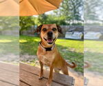 Small #27 Puggle