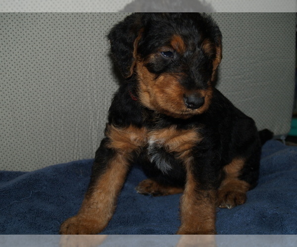 Medium Photo #6 Airedale Terrier Puppy For Sale in CHARLESTOWN, IN, USA