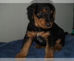 Small #5 Airedale Terrier
