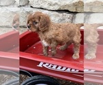 Small #5 Cavalier King Charles Spaniel