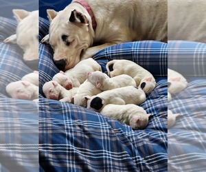 Dogo Argentino Puppy for sale in COLUMBIA, SC, USA