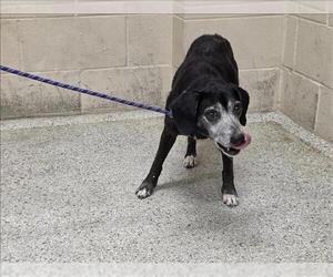 Beagle-Unknown Mix Dogs for adoption in Conroe, TX, USA