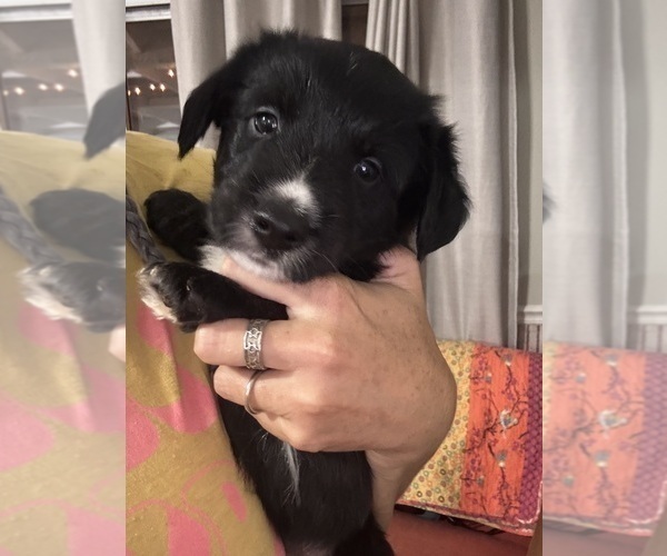Medium Photo #6 Cardigan Welsh Corgi-Scottish Terrier Mix Puppy For Sale in WILDOMAR, CA, USA