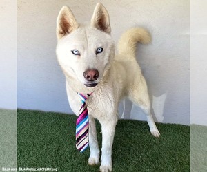 Juno - Male Siberian Husky-Unknown Mix Dog for Adoption - Photo #4