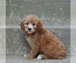 Puppy Penny Miniature American Shepherd-Poodle (Miniature) Mix