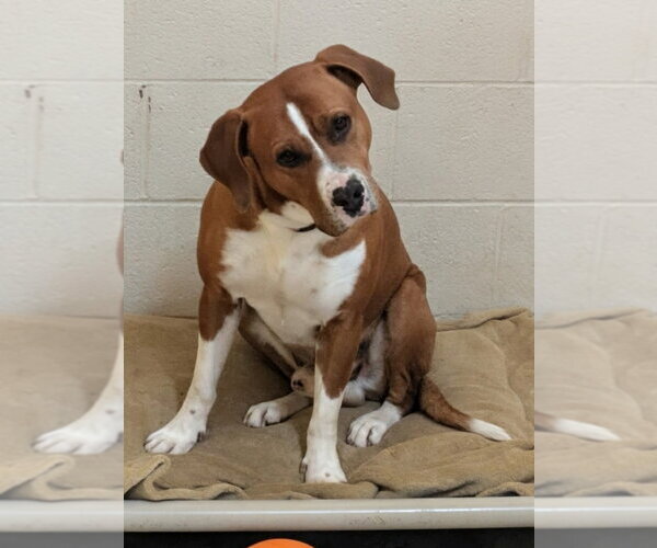 Medium Photo #1 Mutt Puppy For Sale in Richmond, IN, USA
