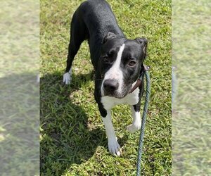 American Staffordshire Terrier Dogs for adoption in Fort Lauderdale, FL, USA