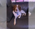 Small Photo #11 Brittany Puppy For Sale in Curwensville, PA, USA